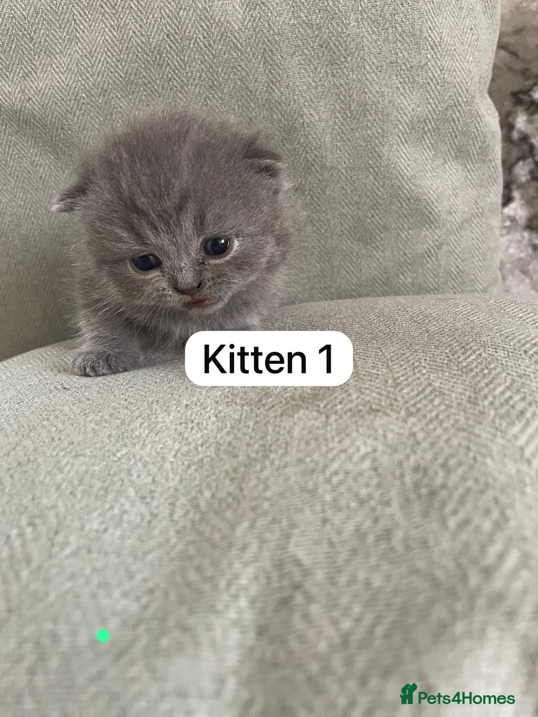 British Shorthair cats for sale: Full breed British short hair - Image 2