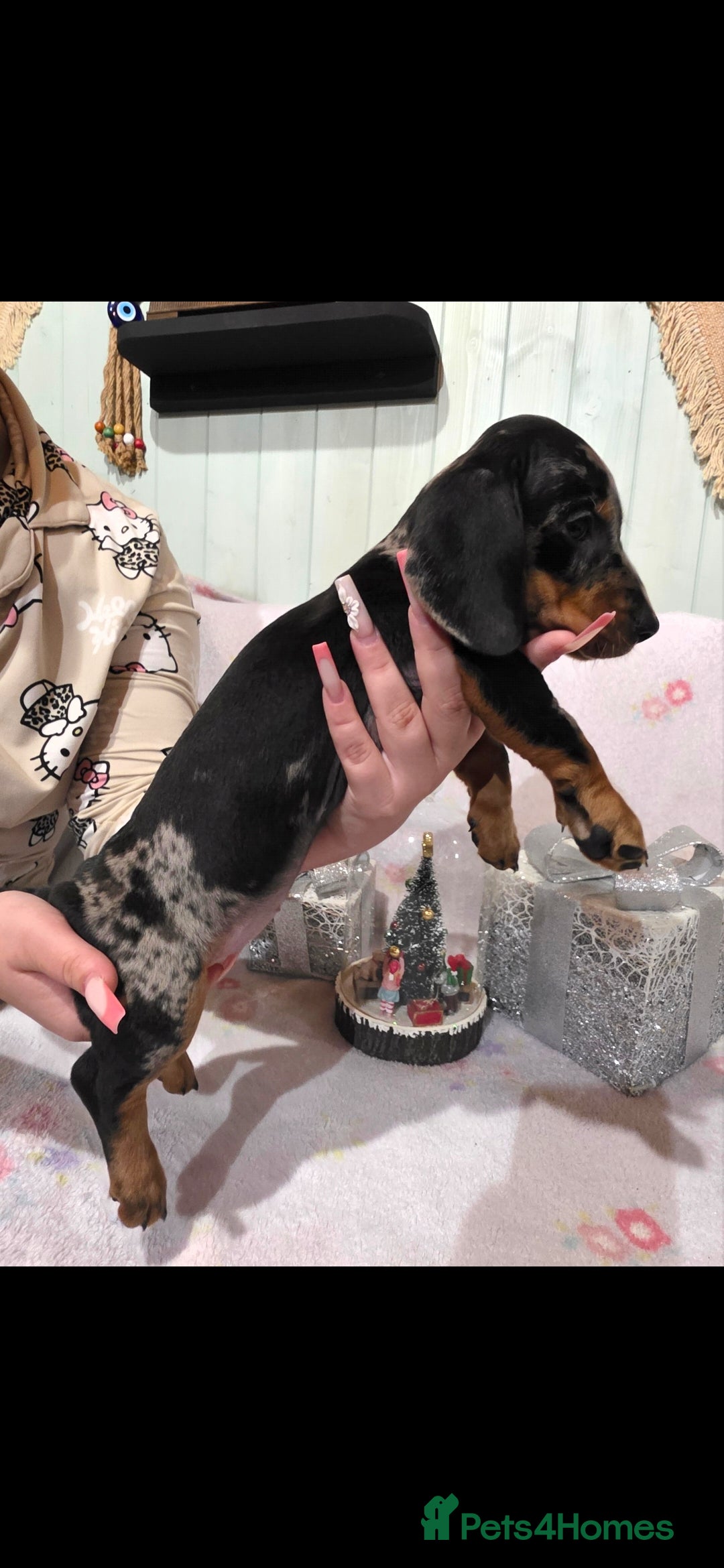 Dachshund dogs for sale: Beautifull puppies  - Advert 6