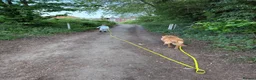 Mixed Breed dogs for sale: 1 year old male gsd  ** tiff in Melton Mowbray - Advert 8