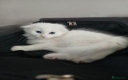 Scottish Fold cats for sale: Scottish folds with hearts of gold - Image 5