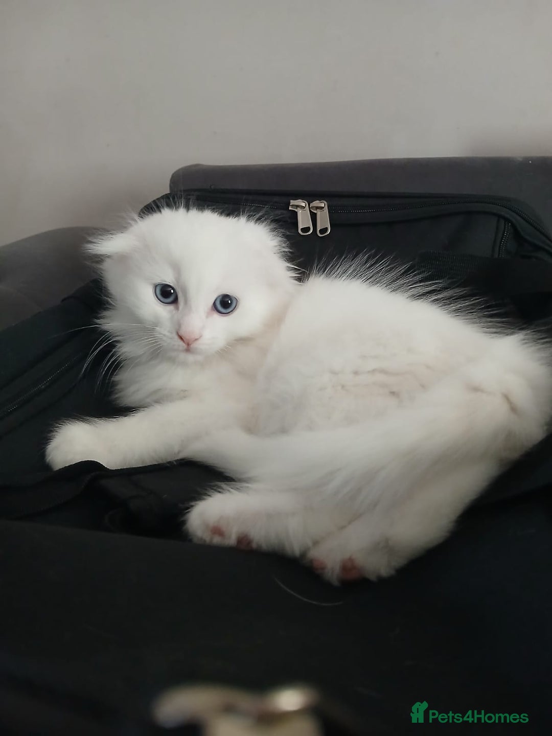 Scottish Fold cats for sale: Scottish folds with hearts of gold - Image 5