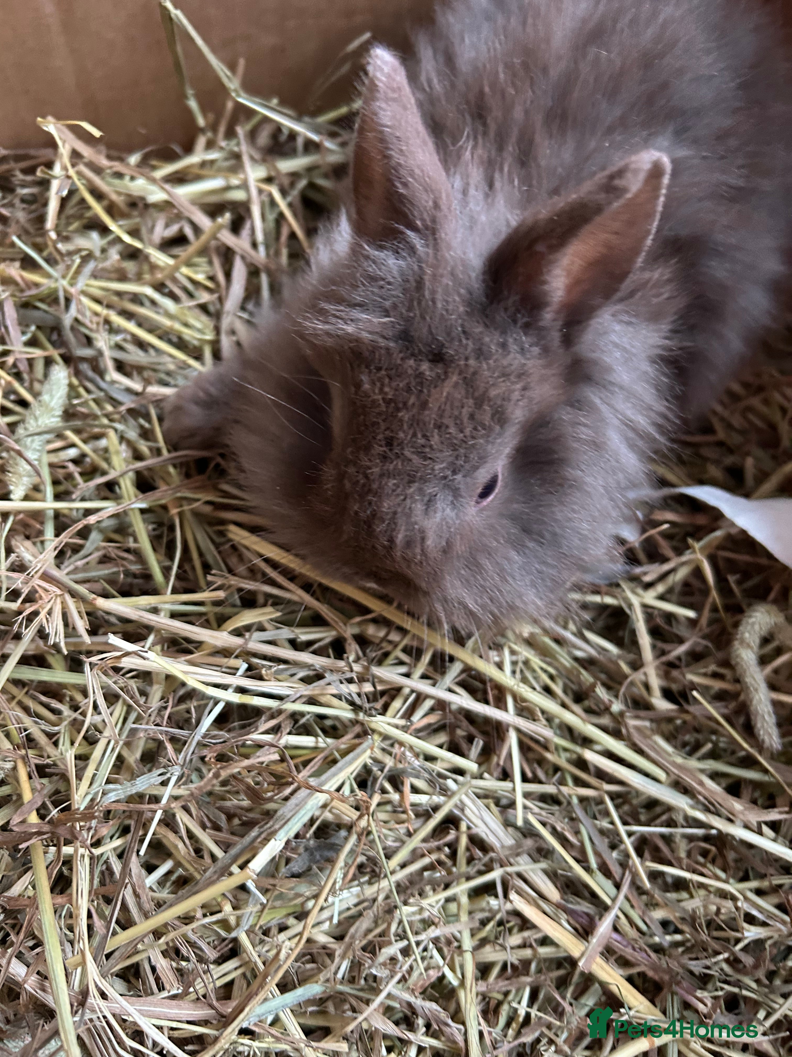 Mixed Breed rabbits Baby rabbits  - Advert 16