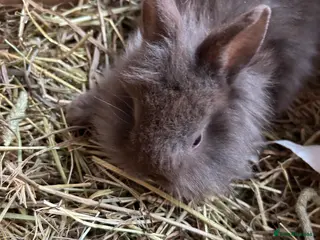 Mixed Breed rabbits Baby rabbits - Advert 16