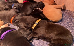 Labrador Retriever dogs for sale: Gorgeous Labrador puppies for sale! - Image 10