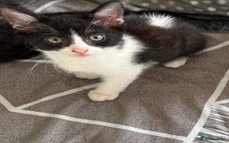 Mixed Breed cats for sale: Mum and son for sale  - Image 4