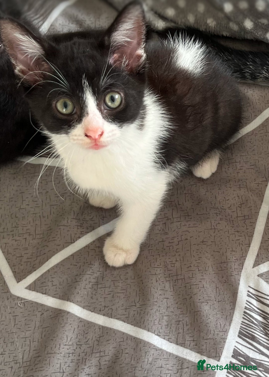 Mixed Breed cats for sale: Mum and son for sale  - Image 4