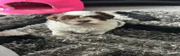 Shih Tzu dogs for sale: Delightful Imperial Shihtzu in Dronfield - Advert 5