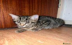 Mixed Breed cats for sale: Cute and playful kitties  - Image 13