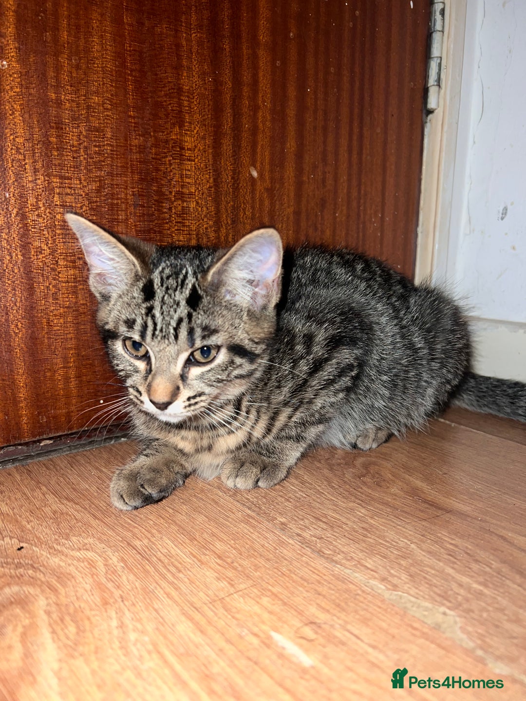 Mixed Breed cats for sale: Cute and playful kitties  - Image 13
