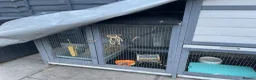 Rex rabbits for sale: Loving home needed for three beautiful bunnies 🐰  - Advert 13