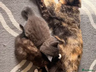 Mixed Breed cats 2 beautiful kittens for sale - Advert 1