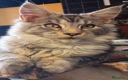 Maine Coon cats for sale: Two Maine Coon Boys  - Image 1