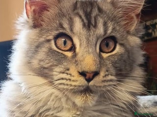 Maine Coon cats - Advert 1