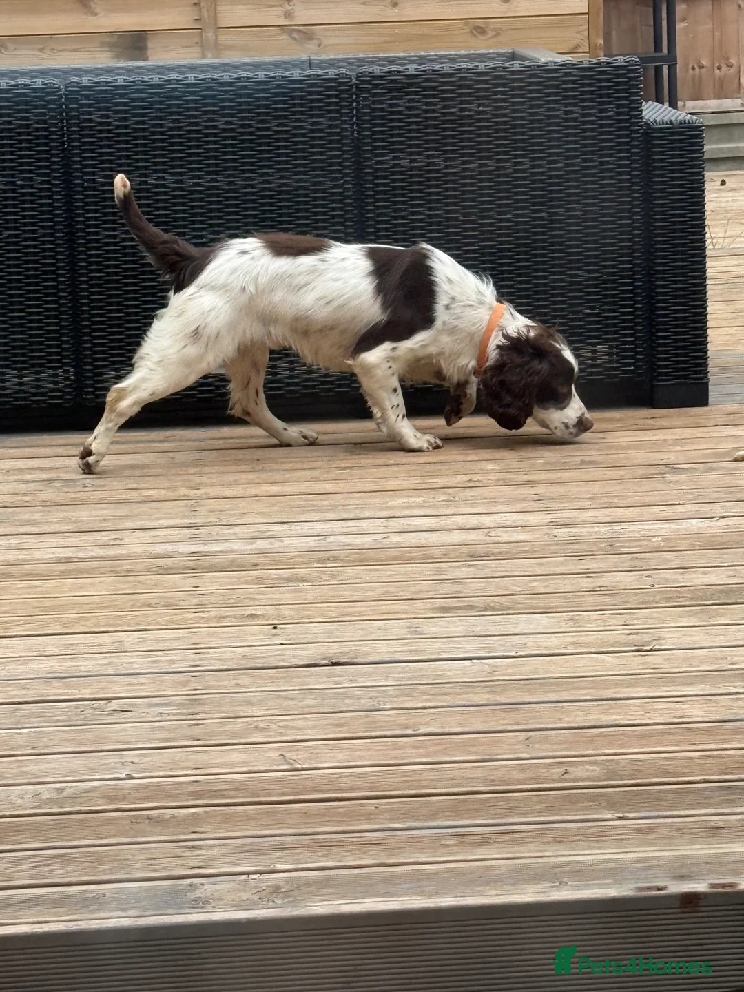 English Springer Spaniel dogs for sale: 19 Month Old Springer Spaniel in Leicester - Advert 10