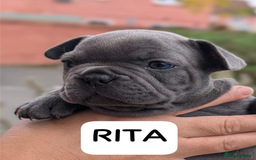 French Bulldog dogs for sale: Stunning French bulldog puppies 🐕 - Image 2