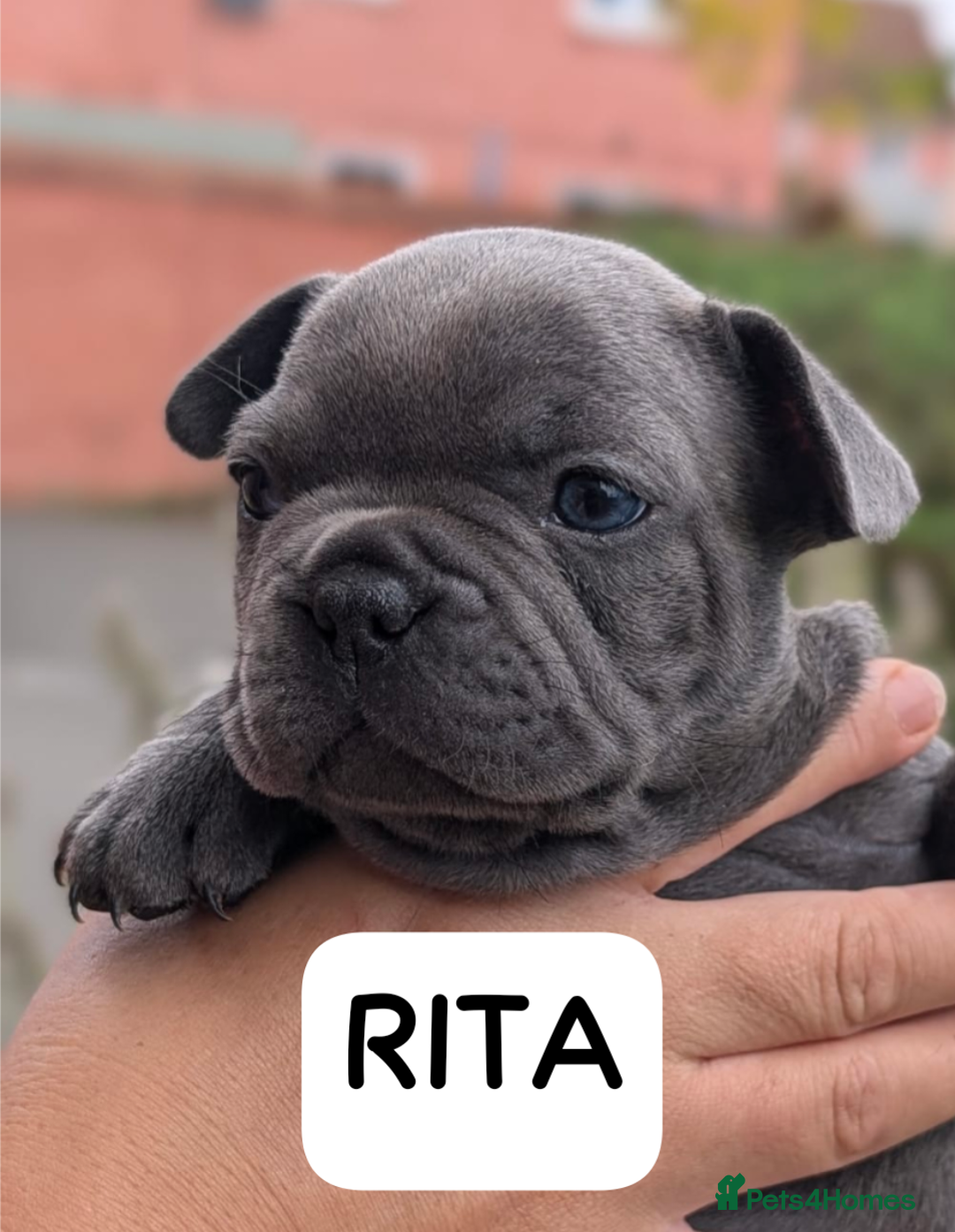 French Bulldog dogs for sale: Stunning French bulldog puppies 🐕 - Image 2