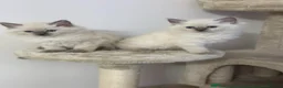 Ragdoll cats for sale: 4 females kittens for sale  - Advert 5