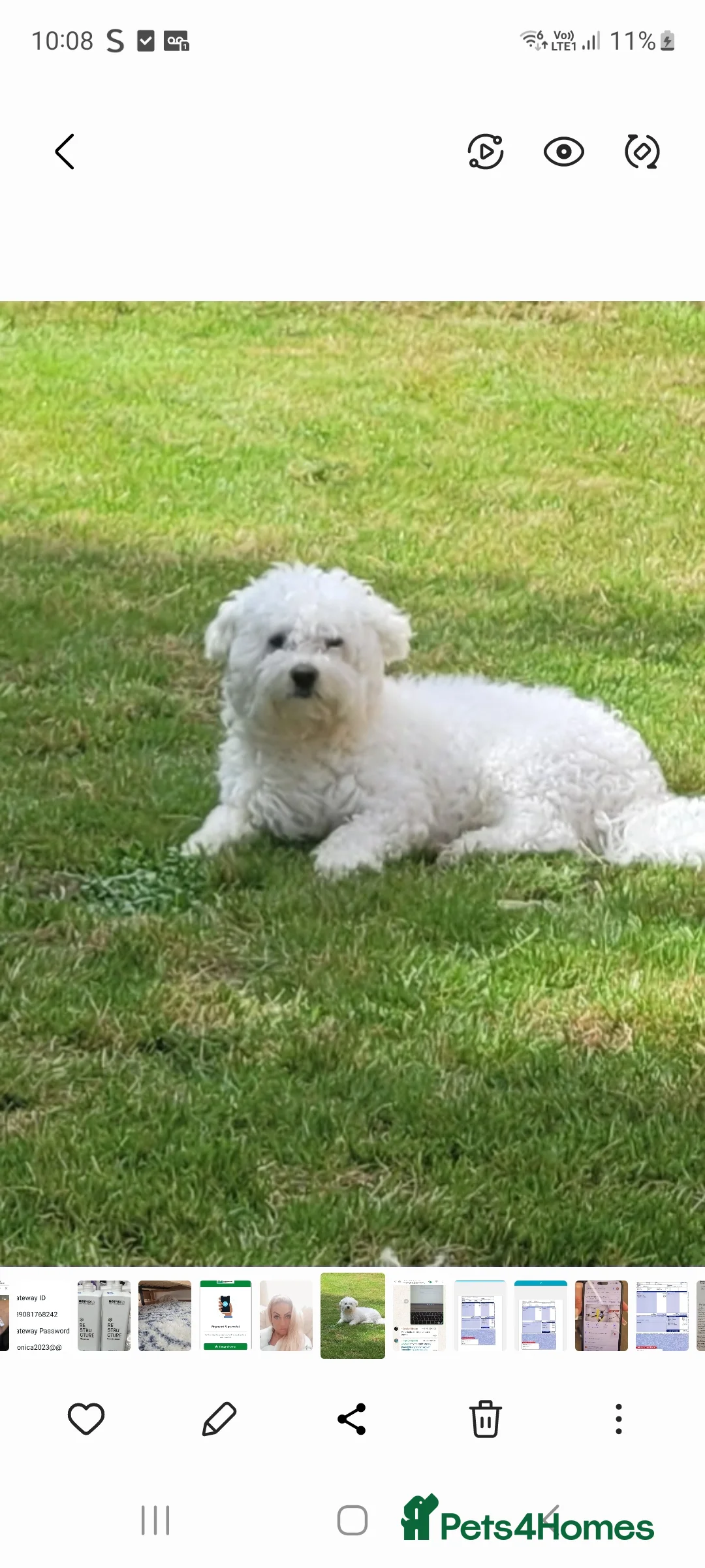Bichon Frise dogs for sale: Gorgeous bishon pupy boy.  - Advert 7