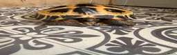 Tortoise reptiles for sale: Horsefield tortoise - Advert 6