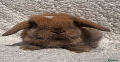 Mini Lop rabbits - Advert 14