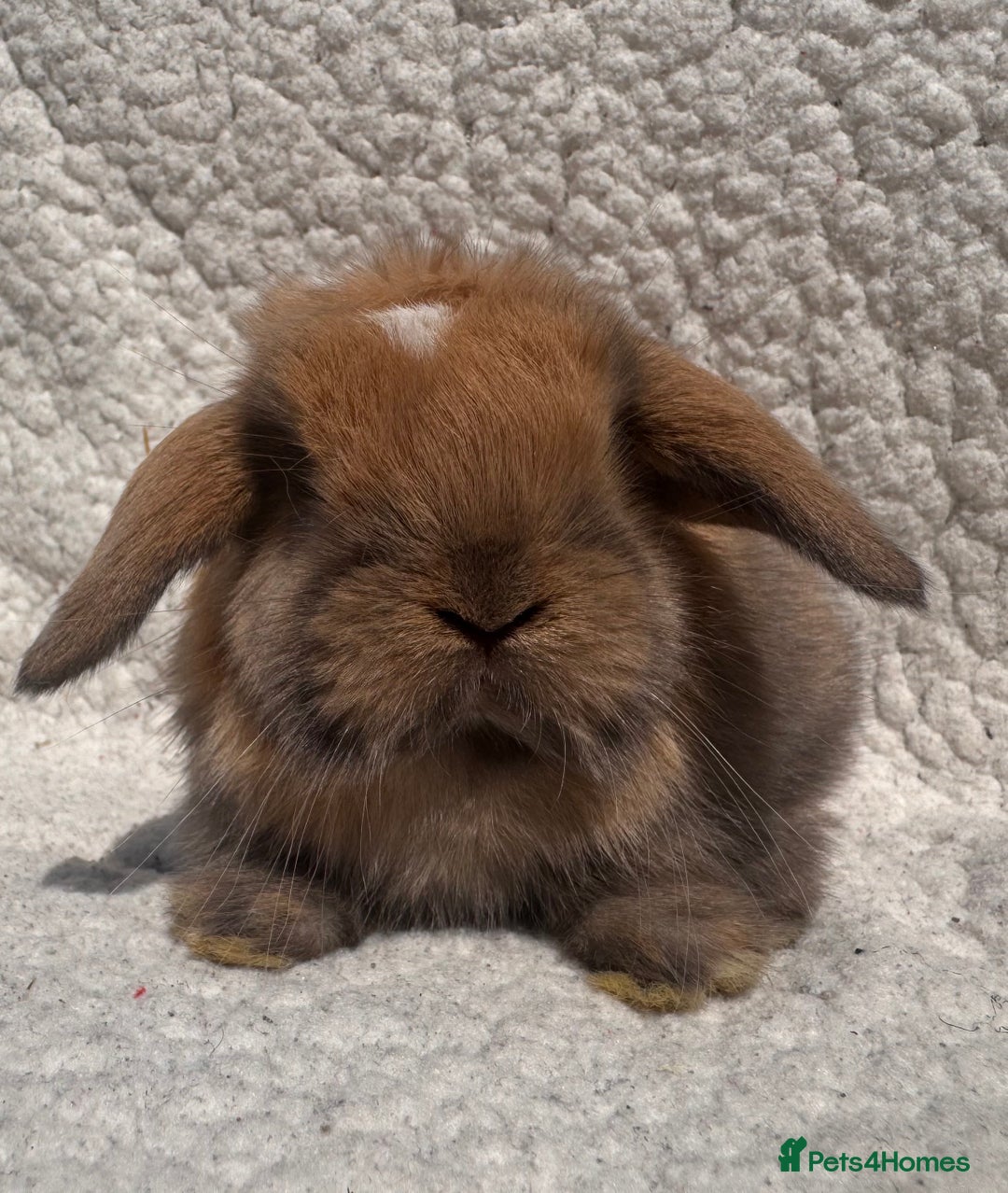 Mini Lop rabbits for sale: STUNNING mini lop babies  - Image 3
