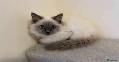 Ragdoll cats - Advert 2