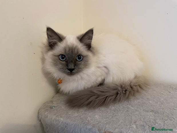 Ragdoll cats - Advert 3