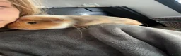 Guinea Pig rodents for sale: 2 male guinea pigs - Advert 2