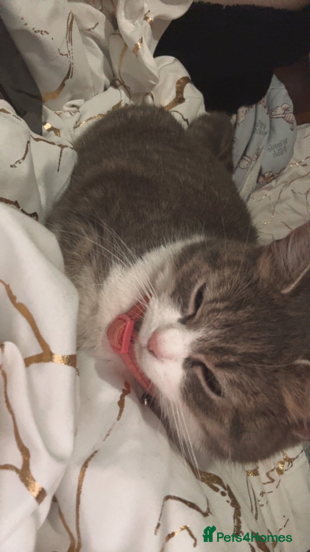 Mixed Breed cats for sale: 2 female kittens - Image 11