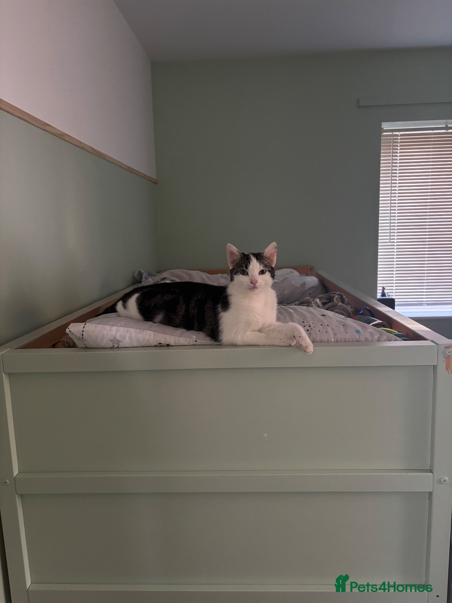 Domestic Shorthair cats KITTENS LOOKING FOR NEW HOME - Advert 2