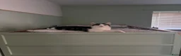 Domestic Shorthair cats for sale: KITTENS LOOKING FOR NEW HOME - Advert 1