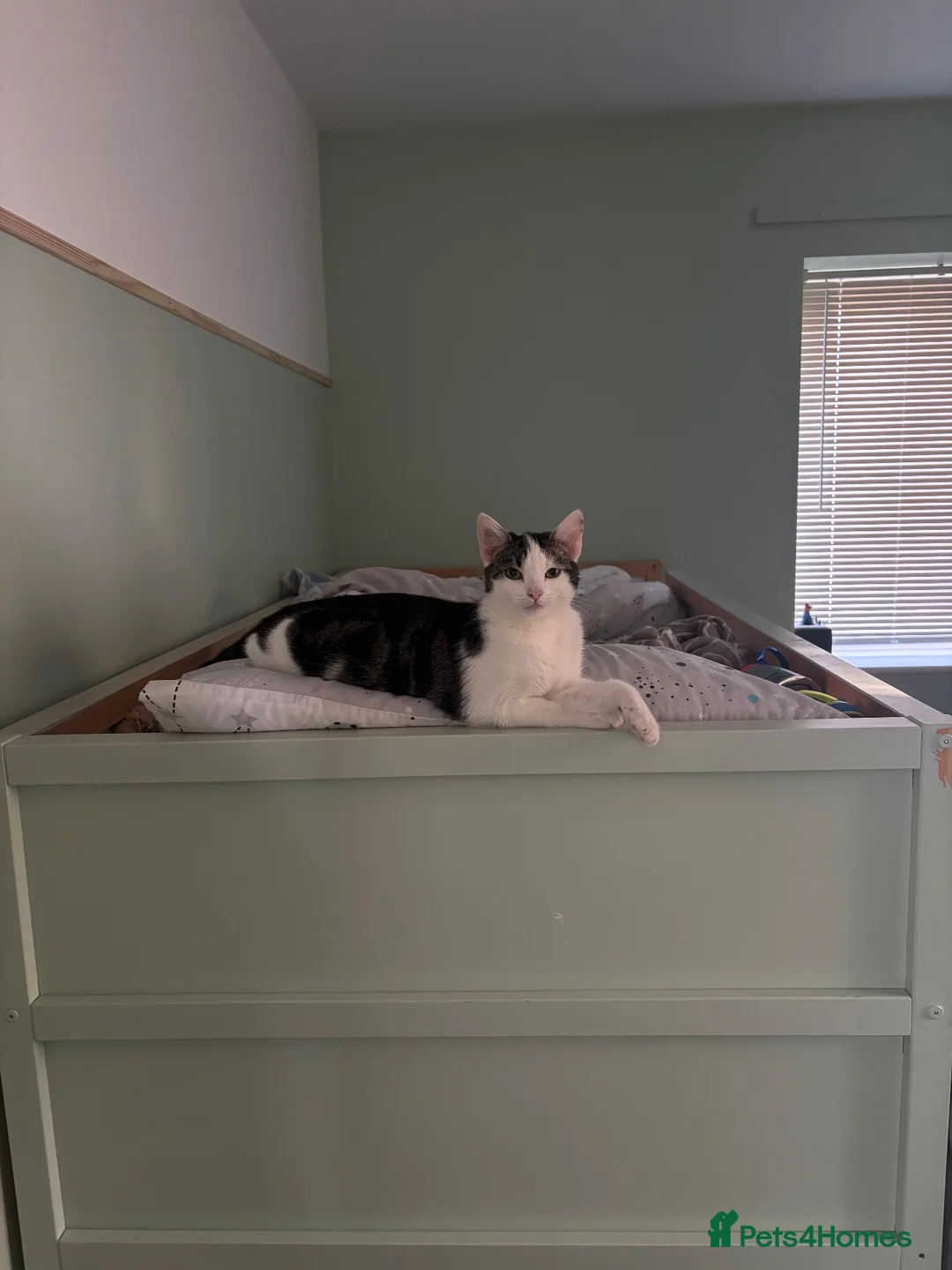 Domestic Shorthair cats for sale: KITTENS LOOKING FOR NEW HOME - Advert 1