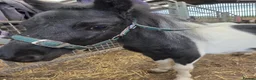 Shetland pony horses for sale: Piebald Minature shetland colt  - Advert 4