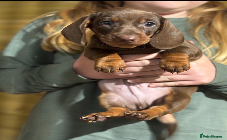 Dachshund dogs - Advert 6