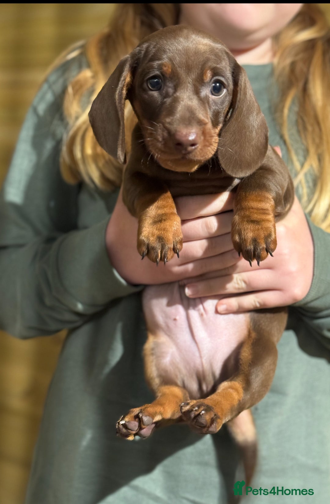 Dachshund dogs for sale: Ready now daschunds  - Image 1