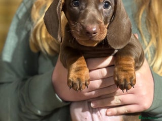 Dachshund dogs - Advert 26