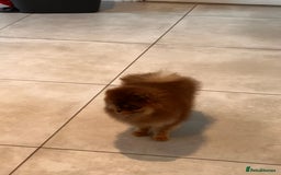 Pomeranian dogs for sale: Choc and Tan Pomeranian Boy - Image 3