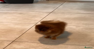 Pomeranian dogs - Advert 3
