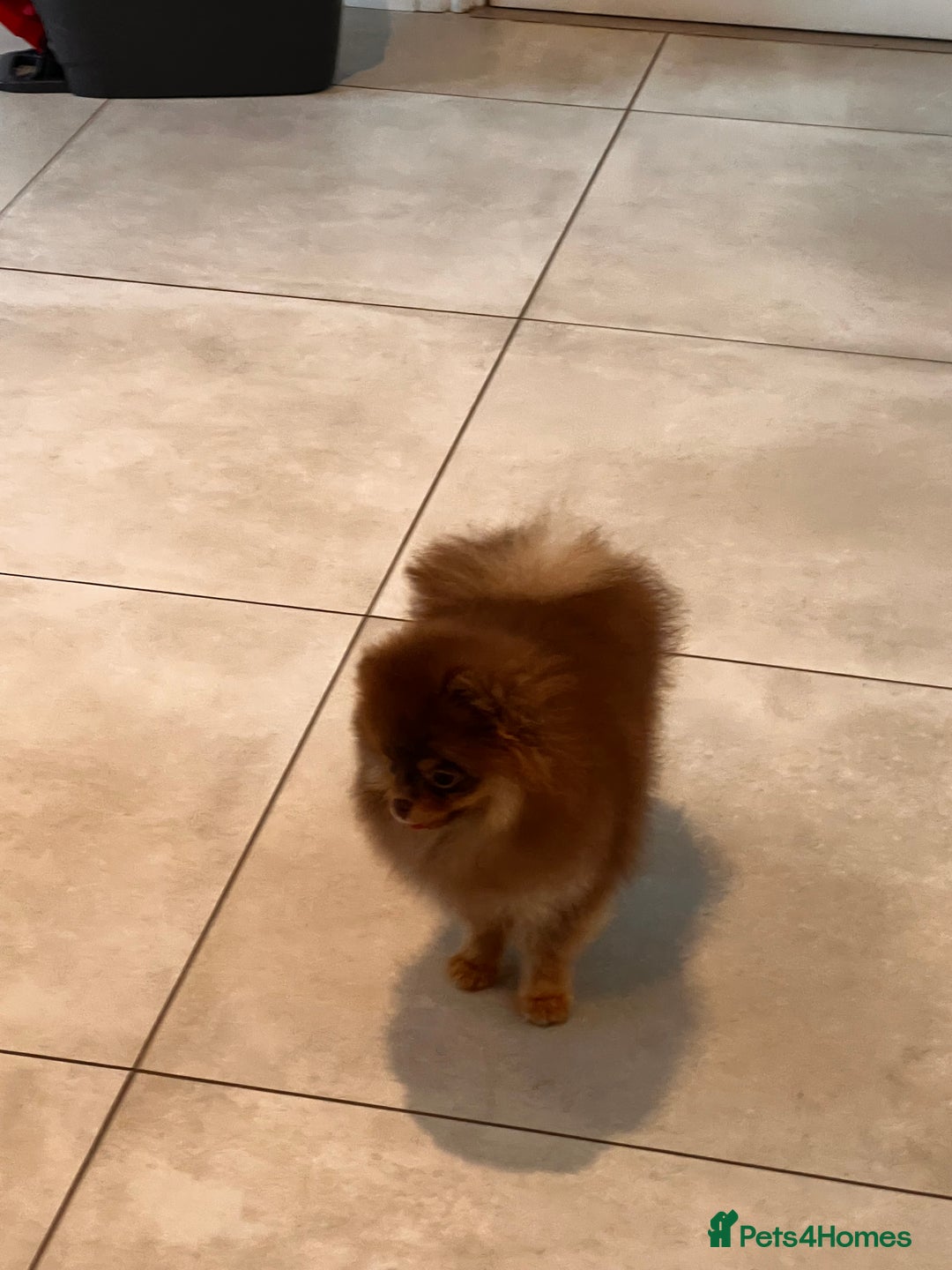 Pomeranian dogs for sale: Choc and Tan Pomeranian Boy - Image 3