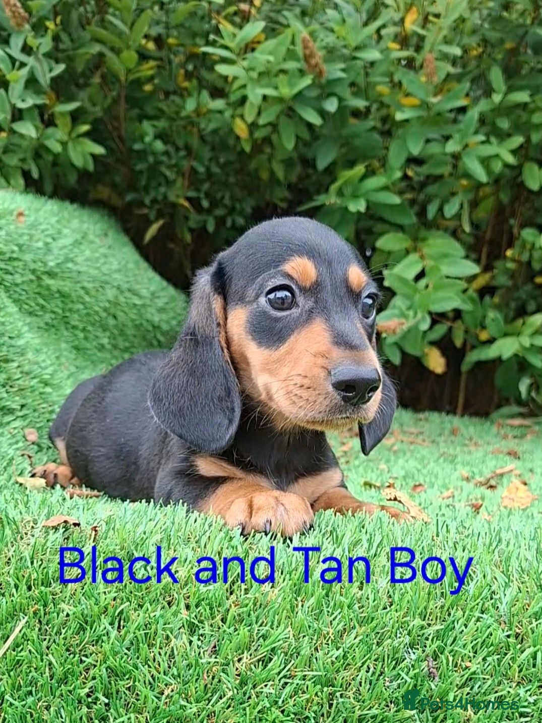 Dachshund dogs Classic Miniature Dachshund Puppies  - Advert 2