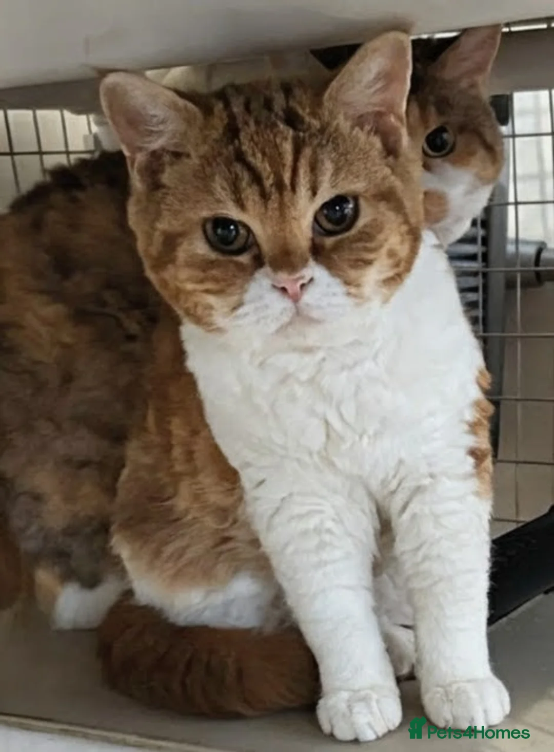 Selkirk Rex cats for sale: Selkirk Rex girls  - Advert 2