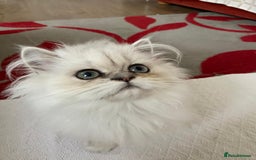 Persian cats for sale: Female  Persian Chinchilla kittens - Image 2