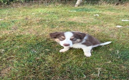 Welsh Collie dogs for sale: Stunning Welsh Border Collie Puppies – Rare Colour - Image 12