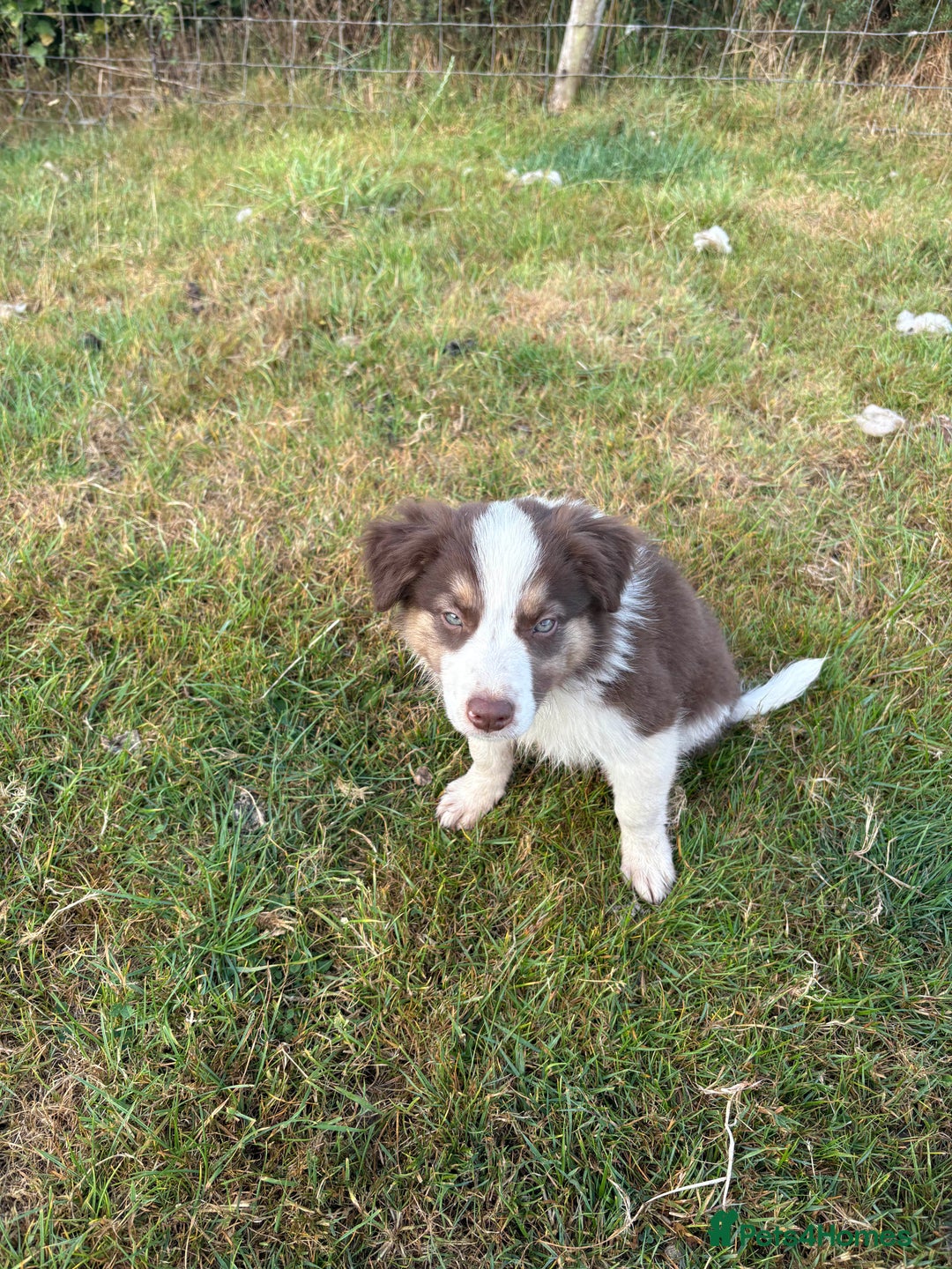 Welsh Collie dogs for sale: Stunning Welsh Border Collie Puppies – Rare Colour - Image 12