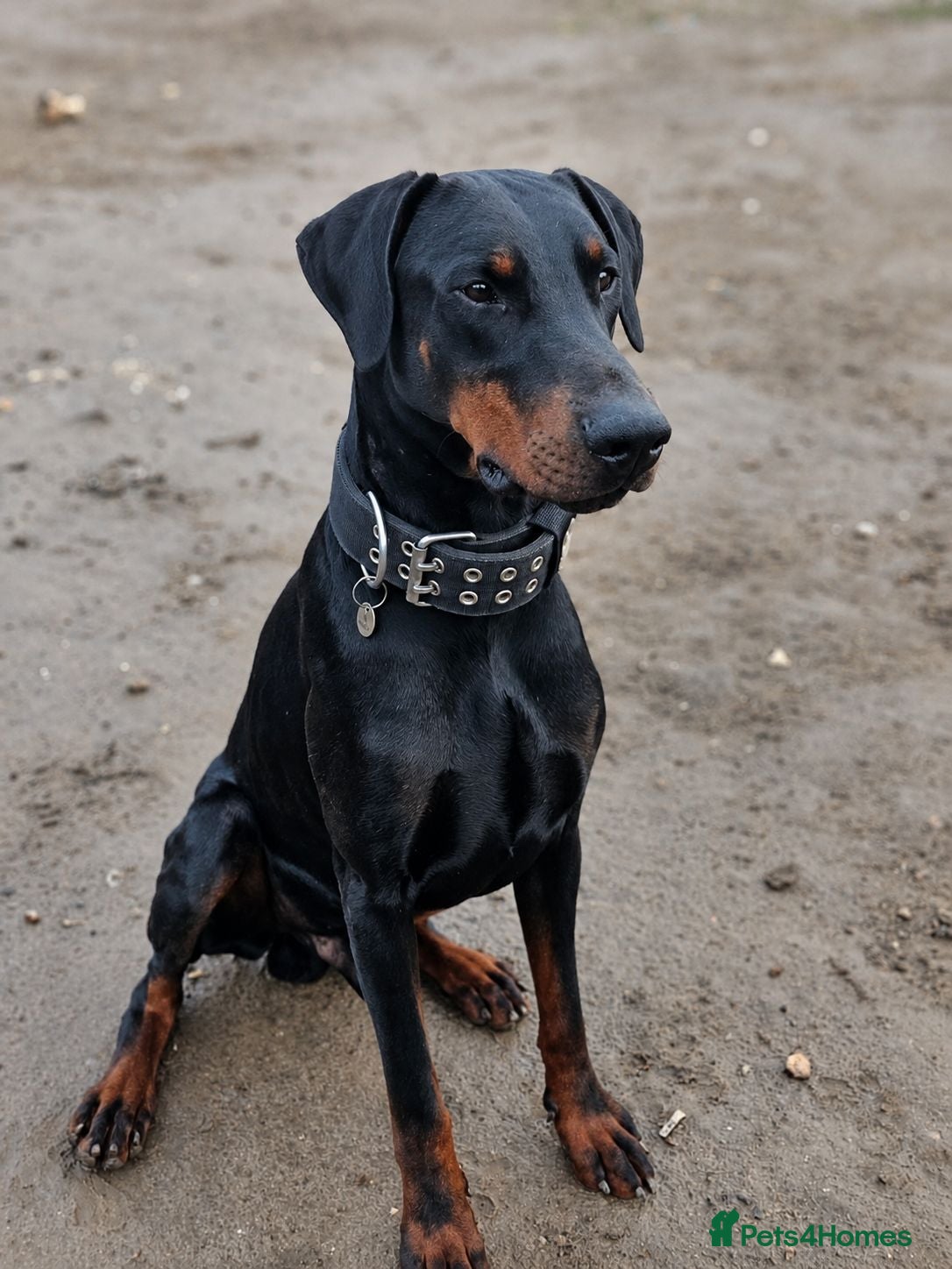Dobermann dogs 🖤 EXCEPTIONAL IMPORTED EUROPEAN DOBERMAN STUD 🖤 - Advert 5