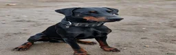 Dobermann dogs for stud: 🖤 EXCEPTIONAL IMPORTED EUROPEAN DOBERMAN STUD 🖤 in Coventry - Advert 1