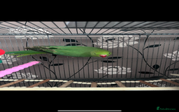 Ringnecks birds for sale: 2 Indian Ringneck Parrots - Image 5