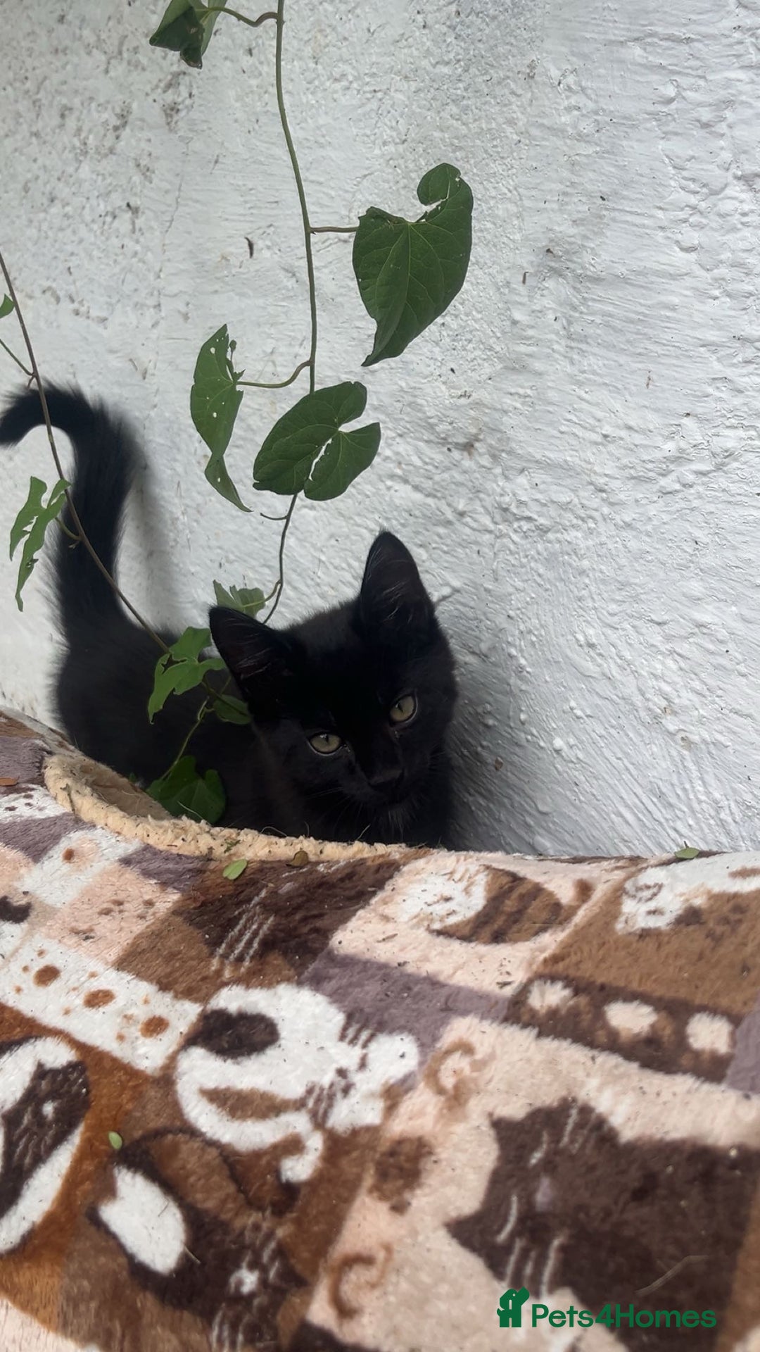 Mixed Breed cats for sale: Beautiful girl for sale  - Image 1