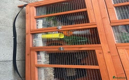 Quail poultry for sale: 1 male and 1 female corurnix quail - Image 7