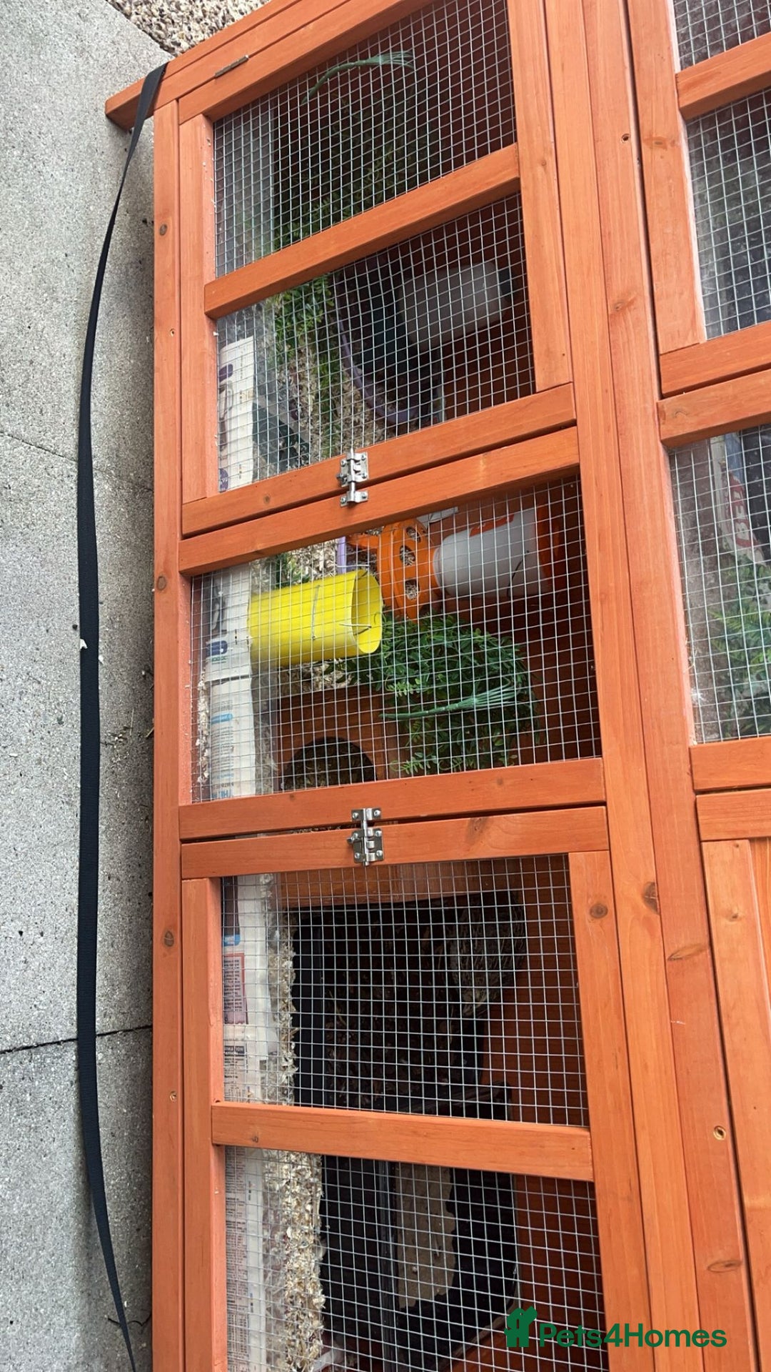 Quail poultry for sale: 1 male and 1 female corurnix quail - Image 7